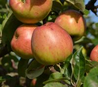 Gråsten Såbygård æblesort